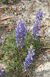 Sundial lupine